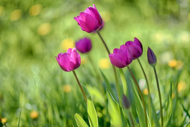 Garden tulips