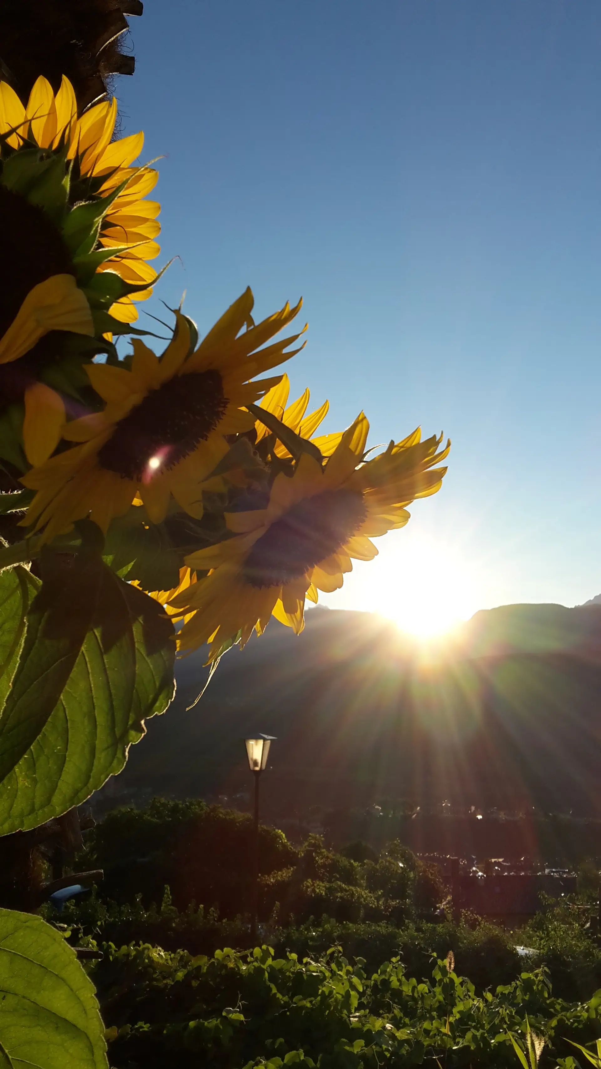 Sunflowers in morning light