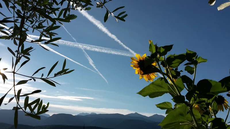 Sunflowers against the sky
