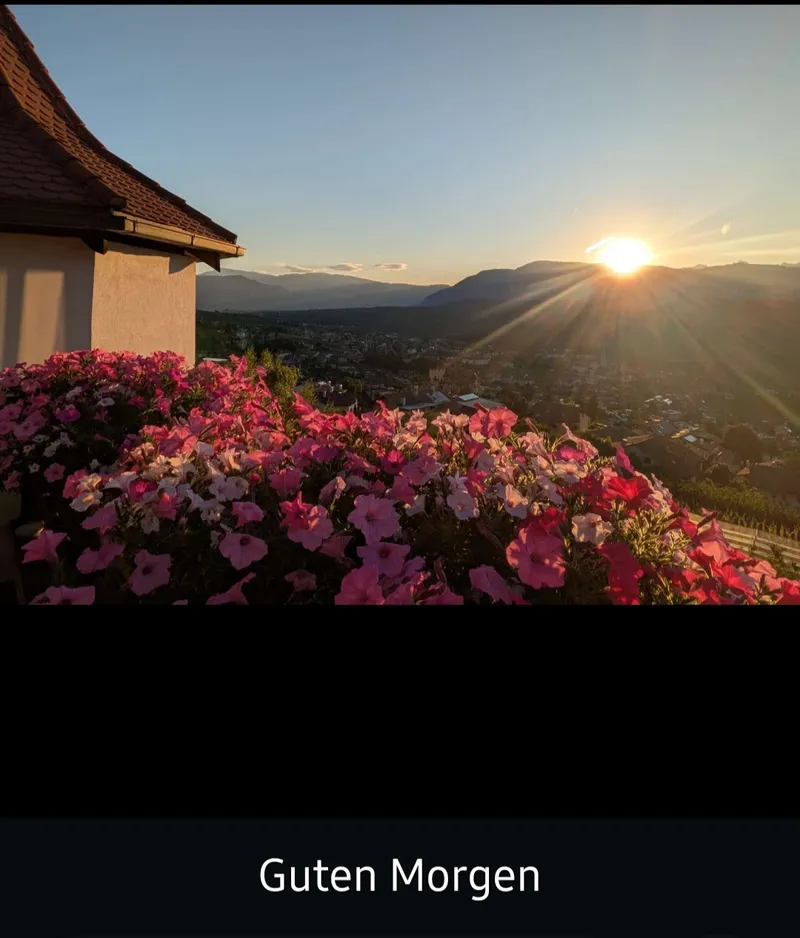 Flowers in morning mood