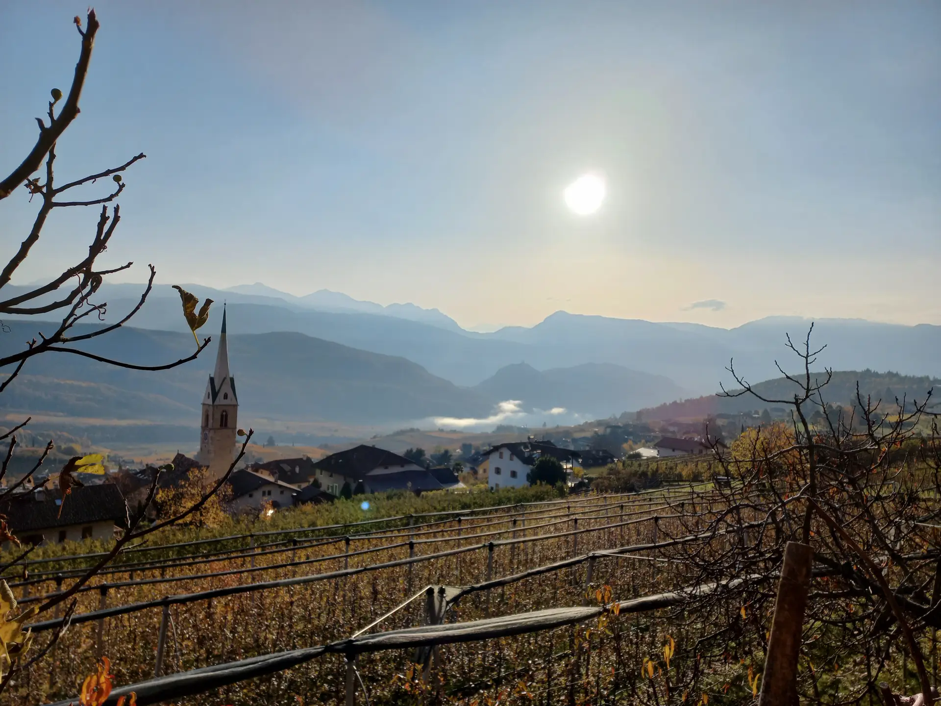 Sunrise over vineyards