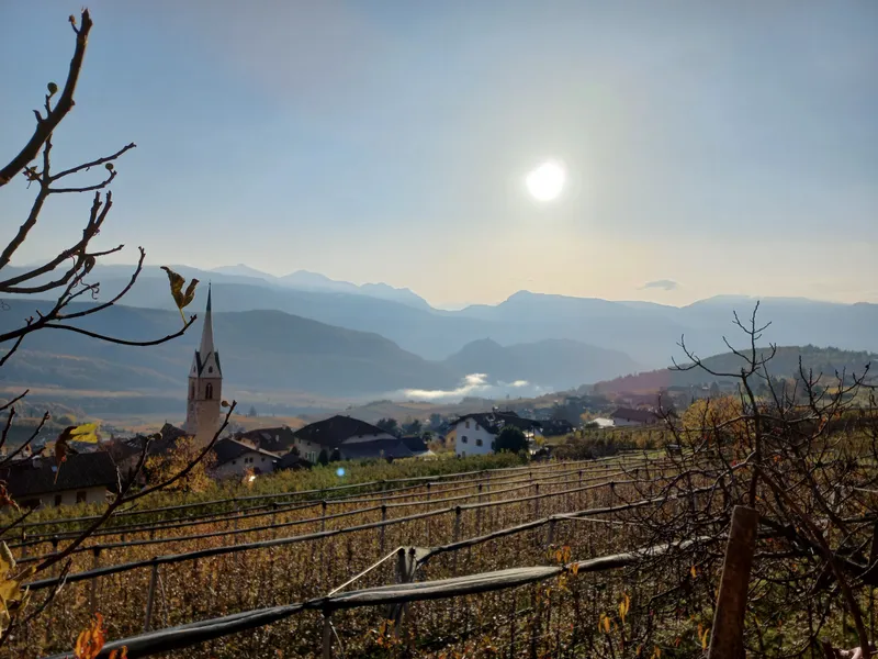 Sunrise over vineyards
